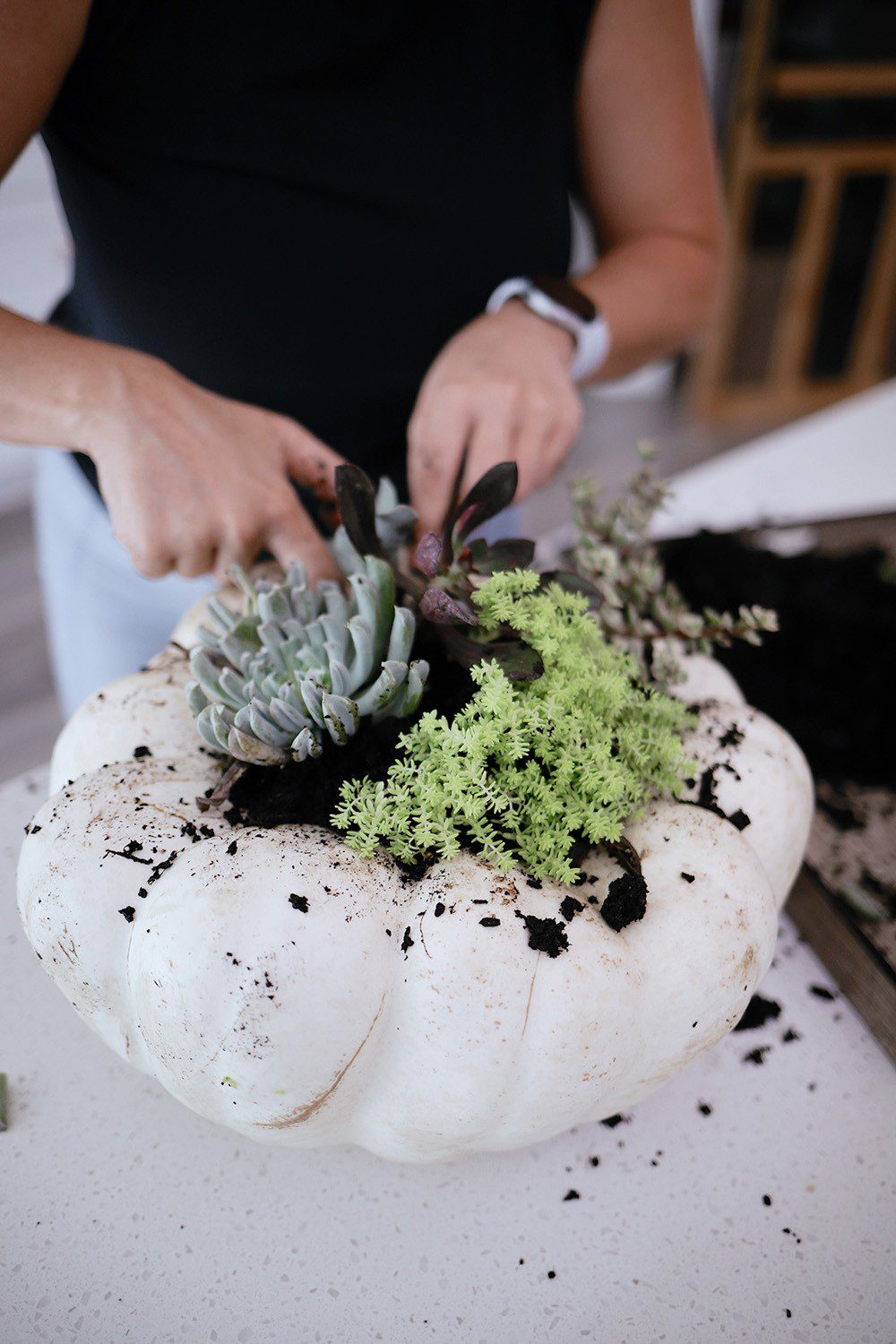 How to Make a Pumpkin Succulent Centerpiece, a tutorial featured by top US home blogger, Fresh Mommy Blog